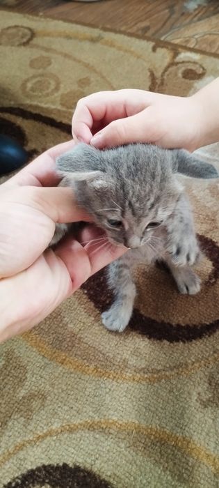 Котята продам шотландская
