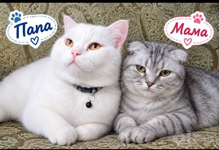 Очаровательные котята