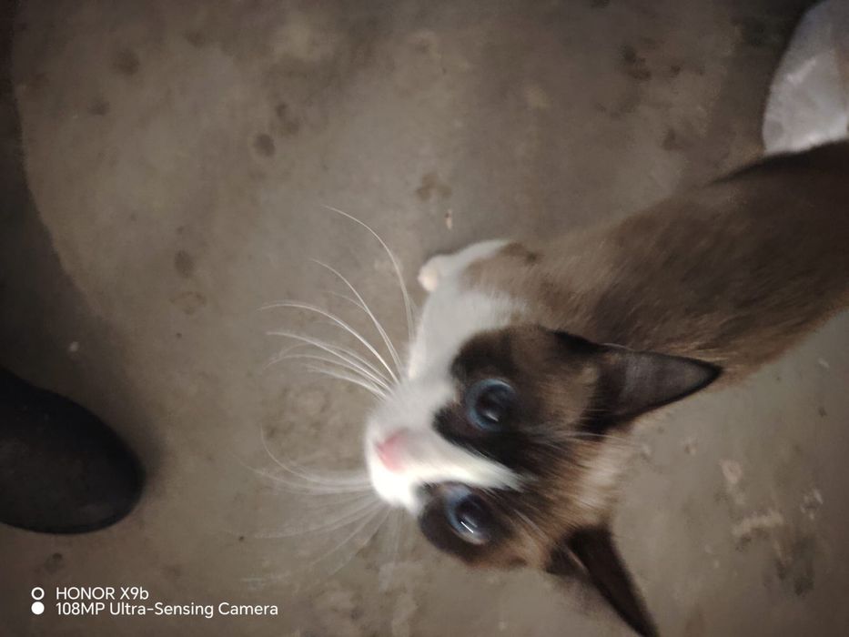 Нашли кошку потерялась