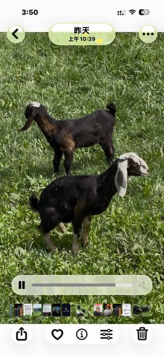 Англонубий тазақанды лақтар