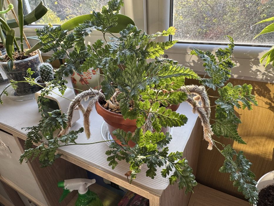 Папоротник Даваллия