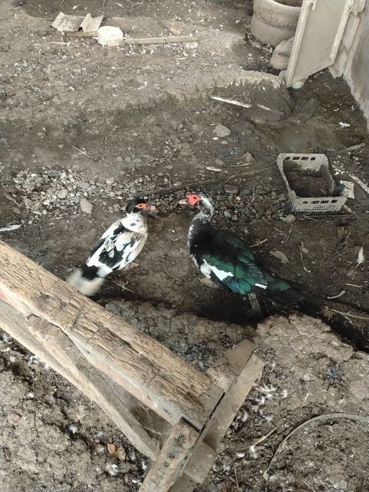 Vând sau Schimb rată și rățoi cu găini