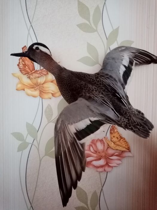 Препариране на птици.