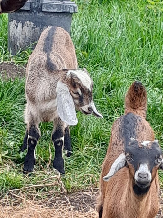 Capra metis anglo nubian