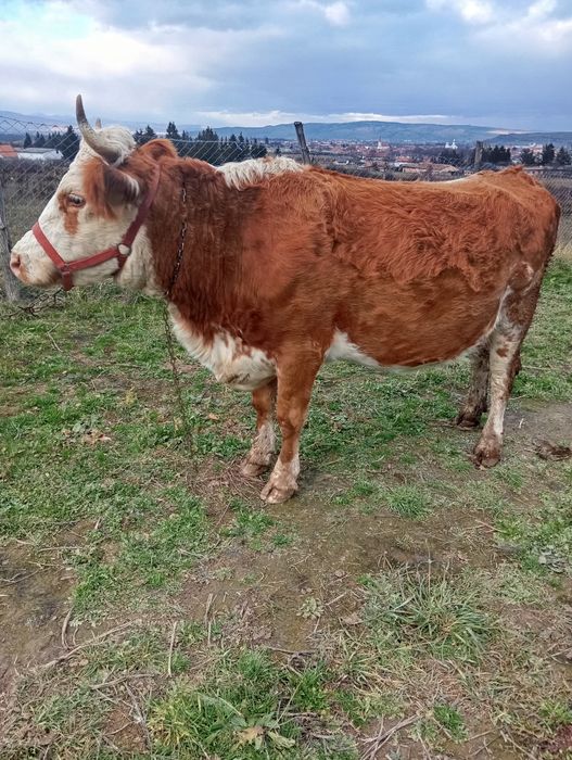 De vânzare o vaca gestanta în 6 luni