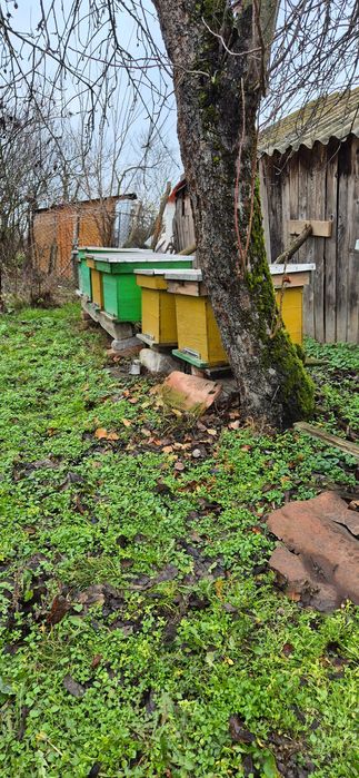 Lazi/Stupi de albine