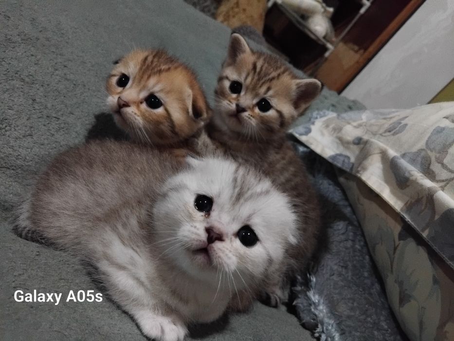 Продаются шотланские котята