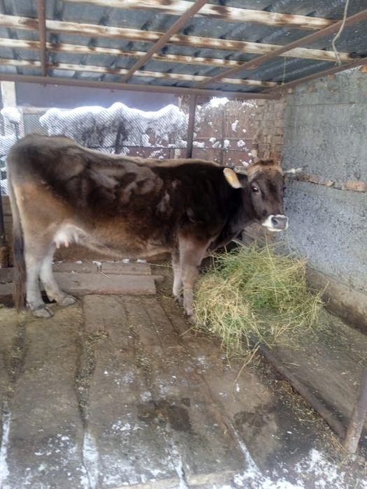 Продам корову молочная