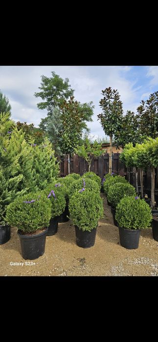 Vindem plante ornamentale de calitate superioara