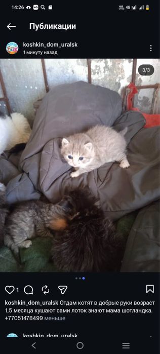 Отдам котят в добрые руки