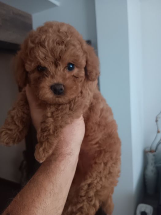 Пудел чистокръвен.