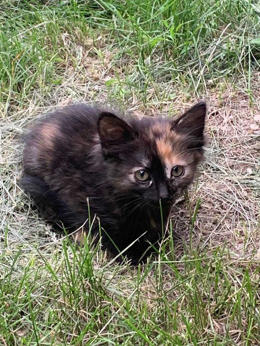 Отдам даром котят, подкинули.