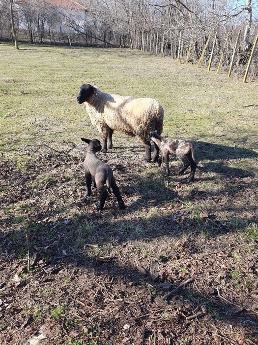 Vând oi suffolk cu miei