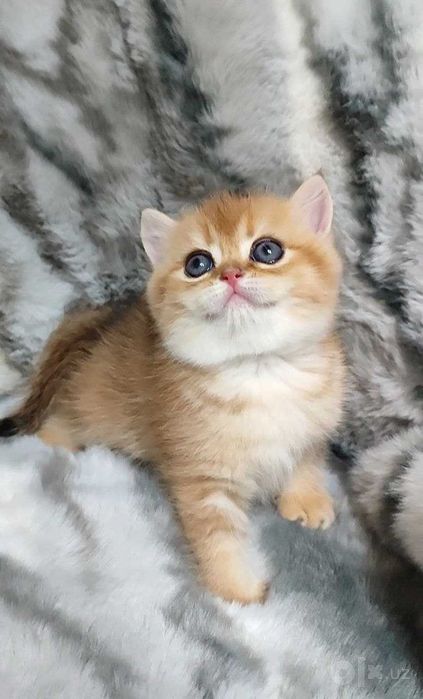 мальчик котенок британской породы NY11 золотой