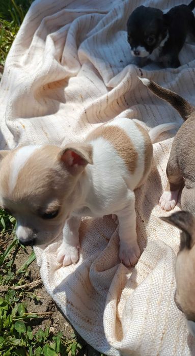 мини чихуахуа кученца