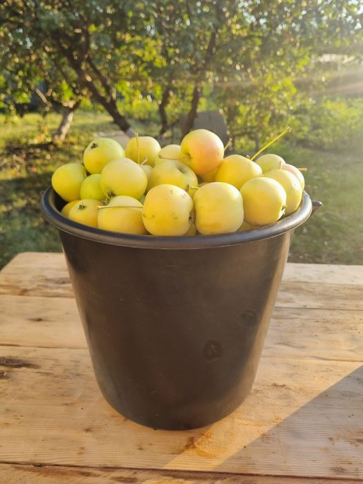 Продам дачные яблочки