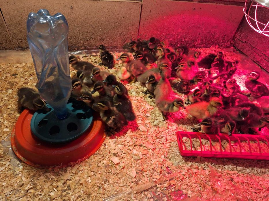 Boboci de rata colorata