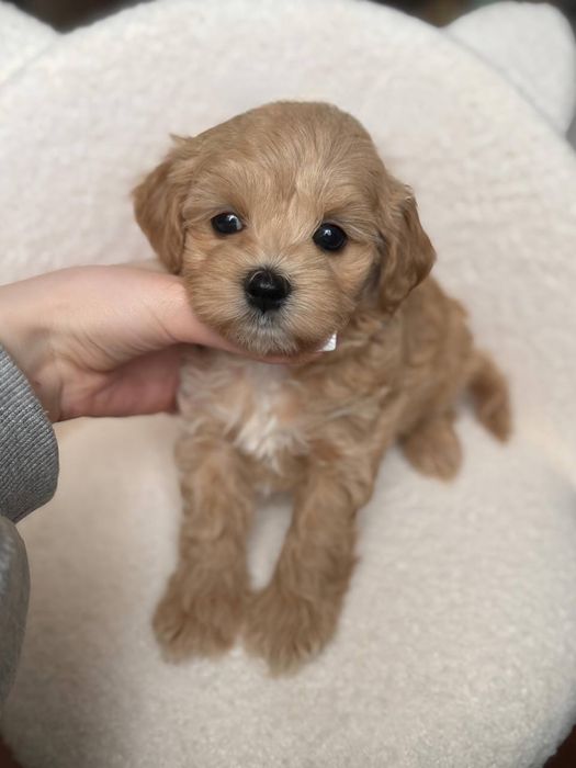 Мальтипу мини Бронь открыта