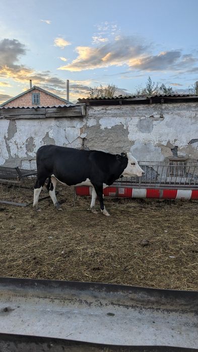 Крупно-рогатый скот