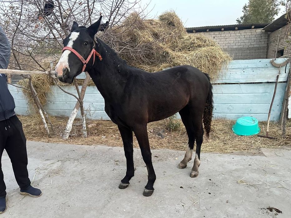 Лошадь Айгыр 1,5 года