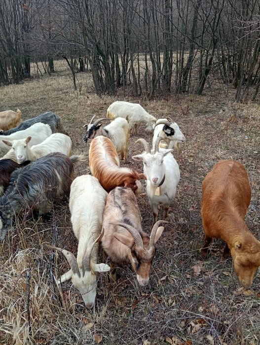 Vănd 20 de capre fătae și ne fătae restu urmeză să fete