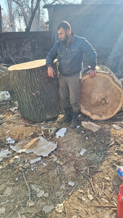Продам большой чурбак карагача