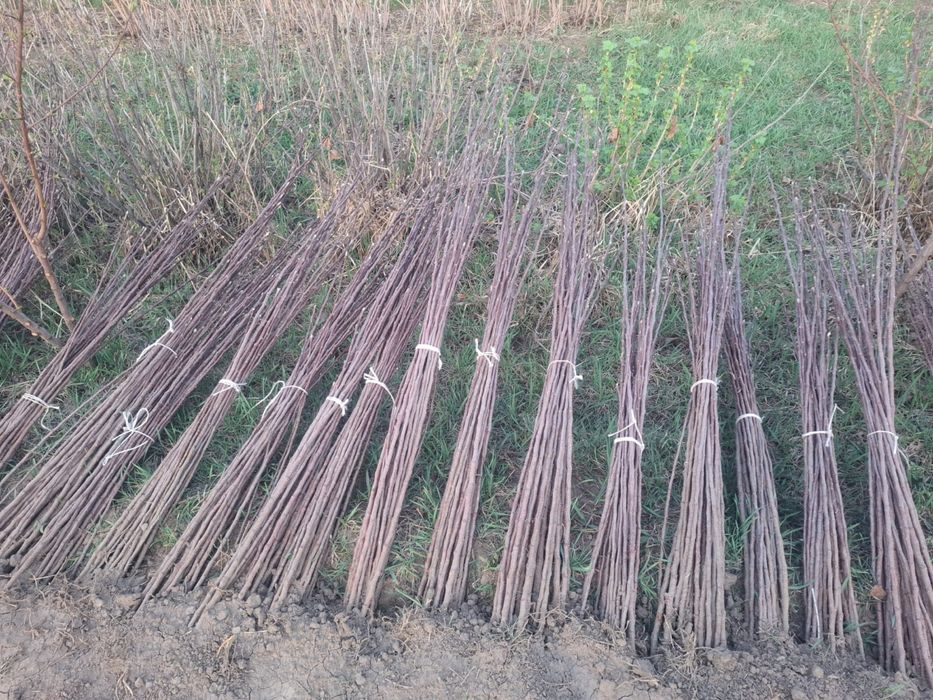 Саженцы яблоки золотой