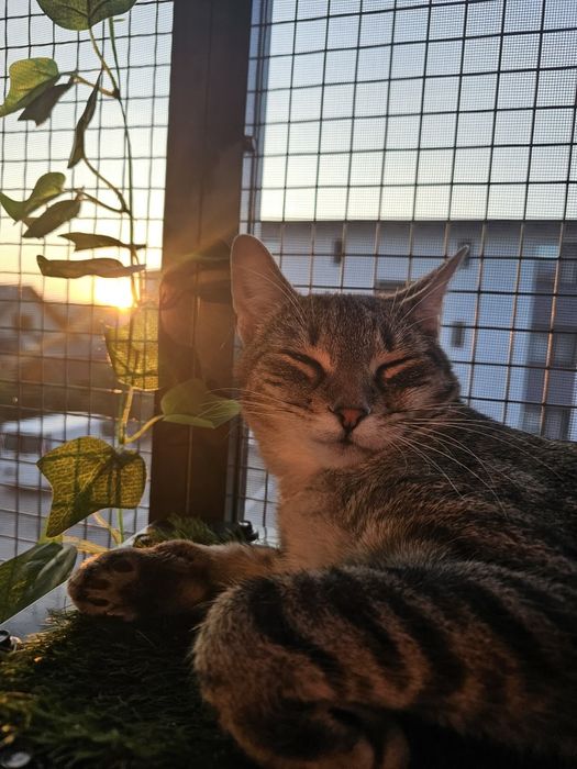 Donez URGENT motan tigrat,  castrat, varsta 1 an.