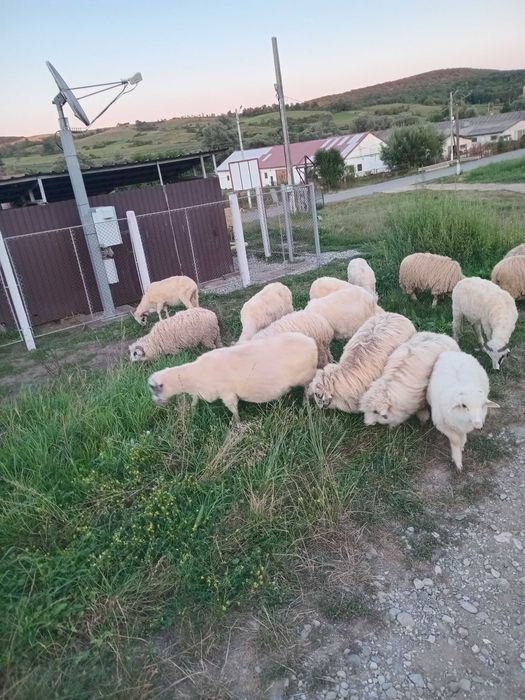 Oi cu miei de ținut