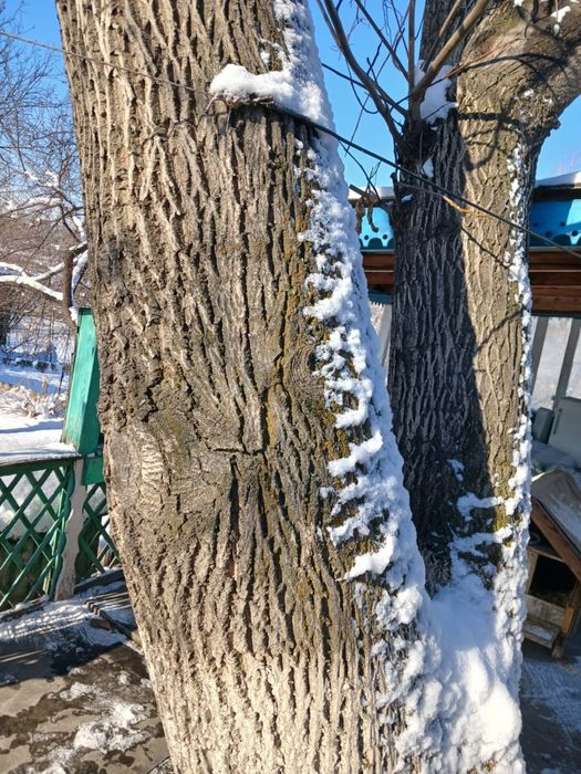 Продам ореховое дерево