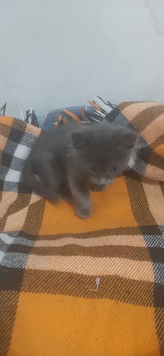 Отдам котенка в добрые руки