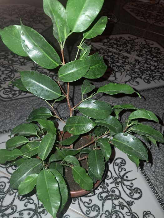 Фикусы разные доллары