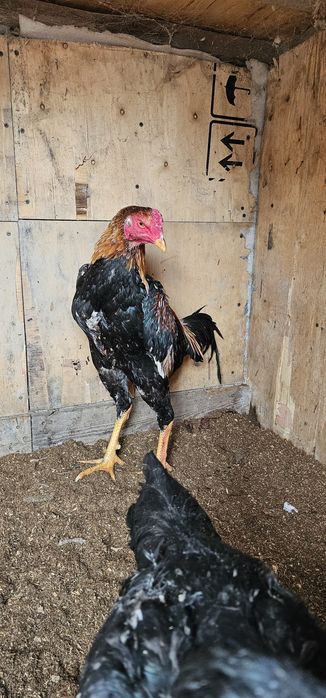 Дакан бойцовая птица