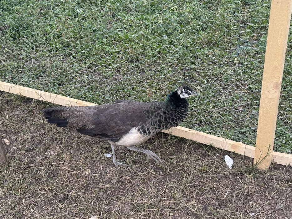 Paun cu vatsta de 1 an schimb