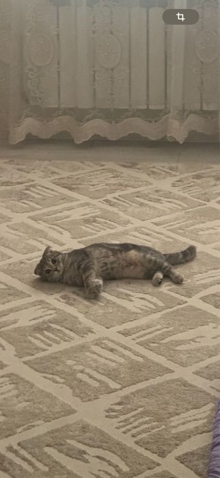 Вислоухая шотландка