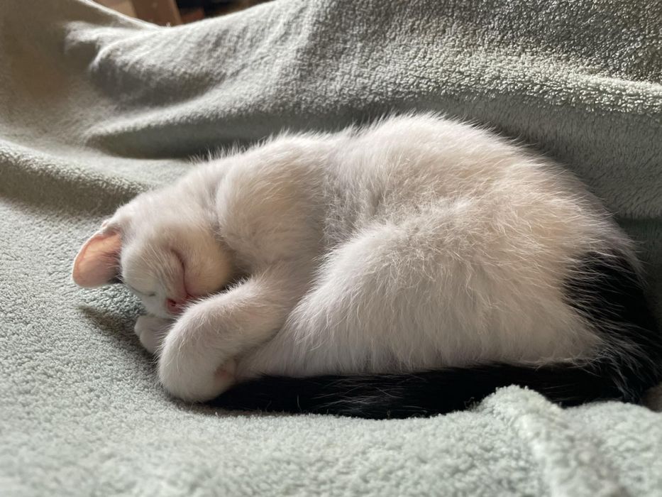 Женско котенце на 2 месеца
