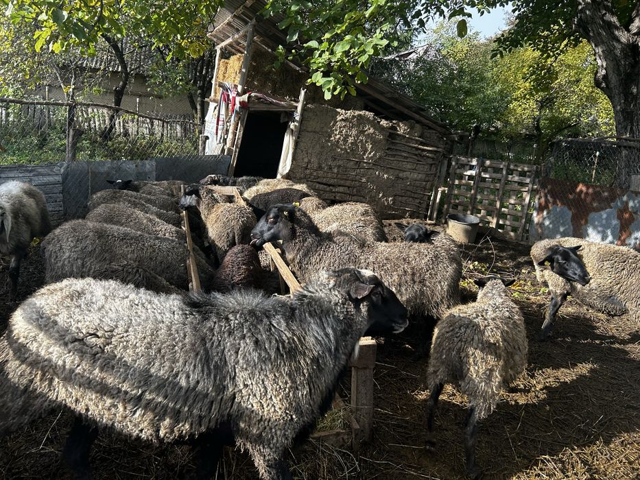 Oi romanov de vanzare