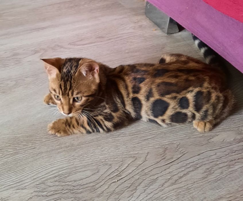 Бенгальские кошки