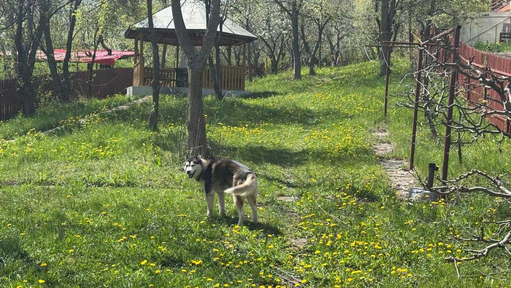Adoptie responsabila Husky, 4 ani