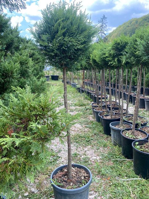 Plante Decorative Dese și Viguroase – Direct la Poarta Ta
