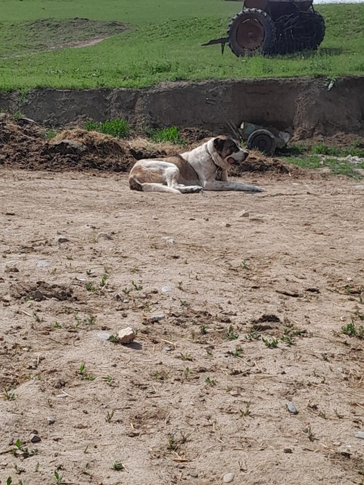 Ұрғашы ит сатылады