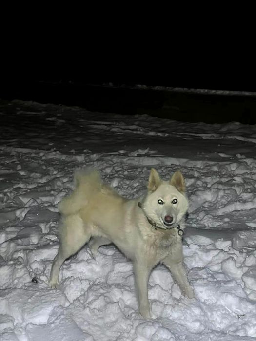 продам лайку сучка