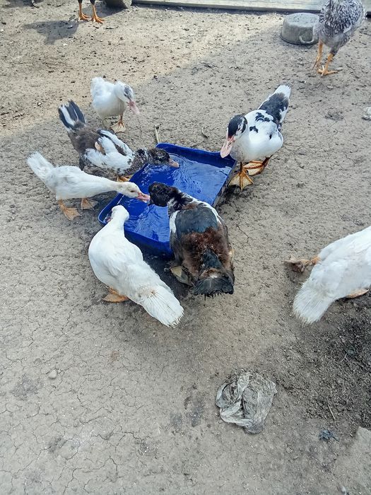 Rațe și pui țărănești
