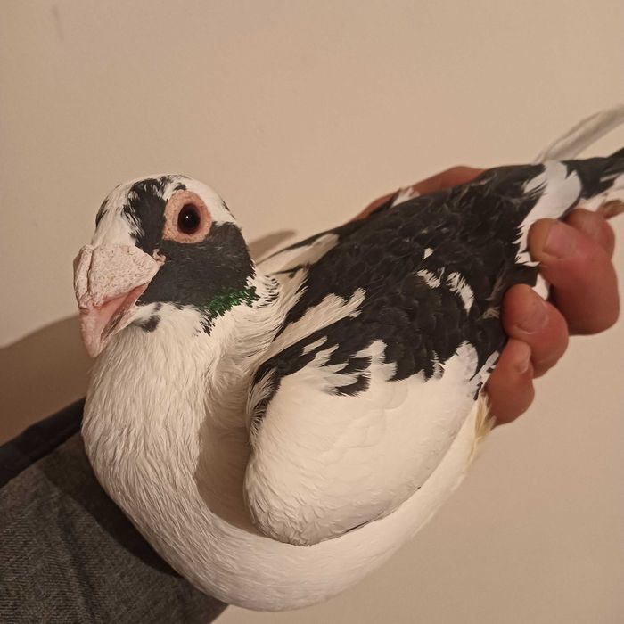 Vînd porumbei voiajori sănătoși