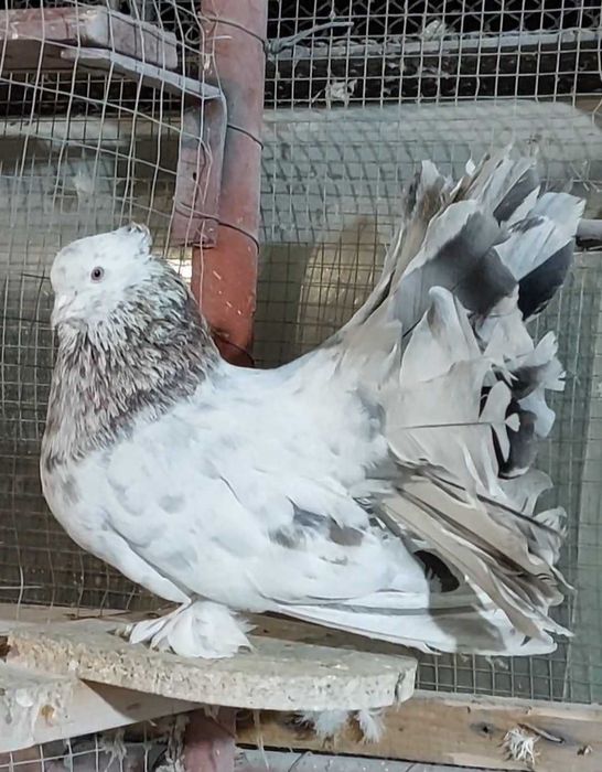 De vânzare Voltati indieni