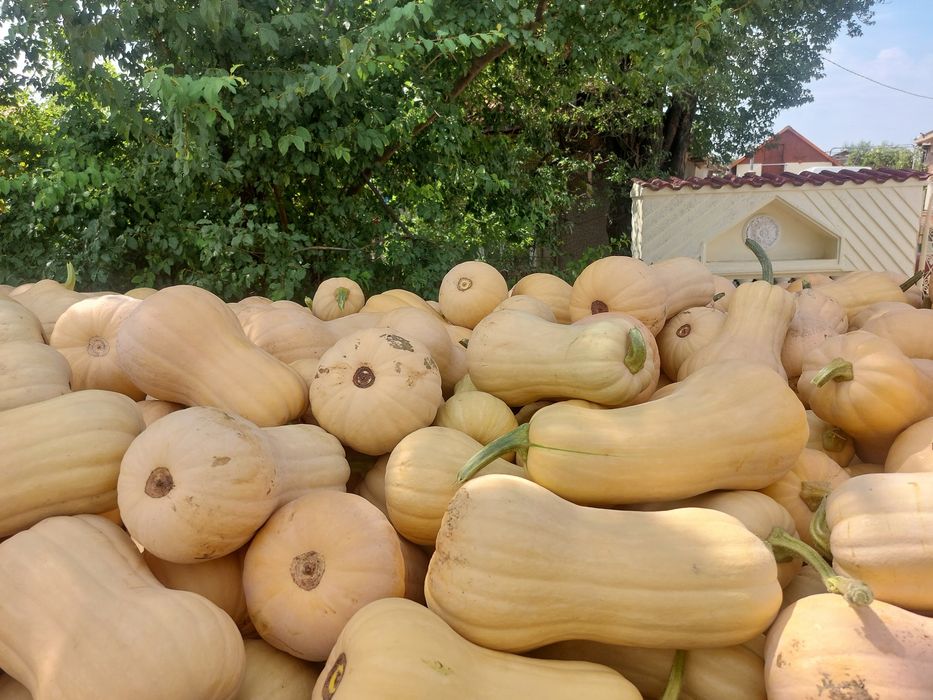 Vand dovleci placintari