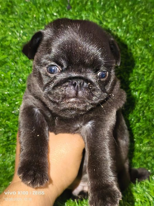 Очаровательные щенки мопса.