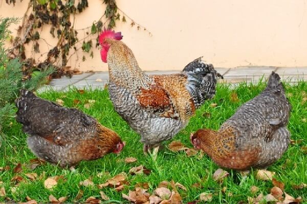 Билфельдер макён сотилади