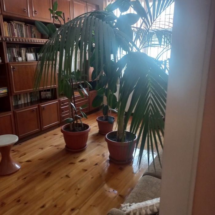Продавам Палма Кения, 2.4м.висока