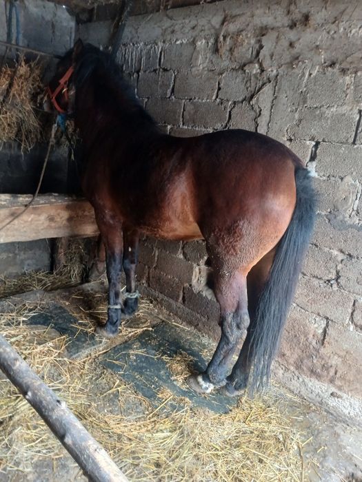 Vând noatin  de 2 ani